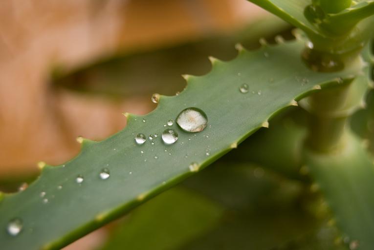 Study On Aloe Vera And Wrinkles