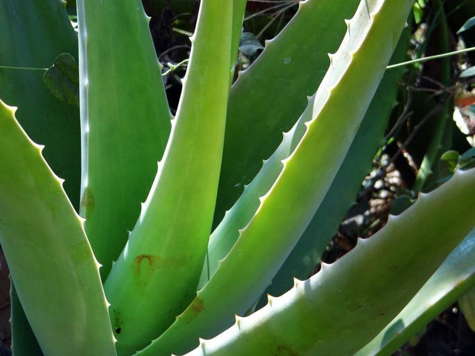 Study On Aloe Vera And Wrinkles