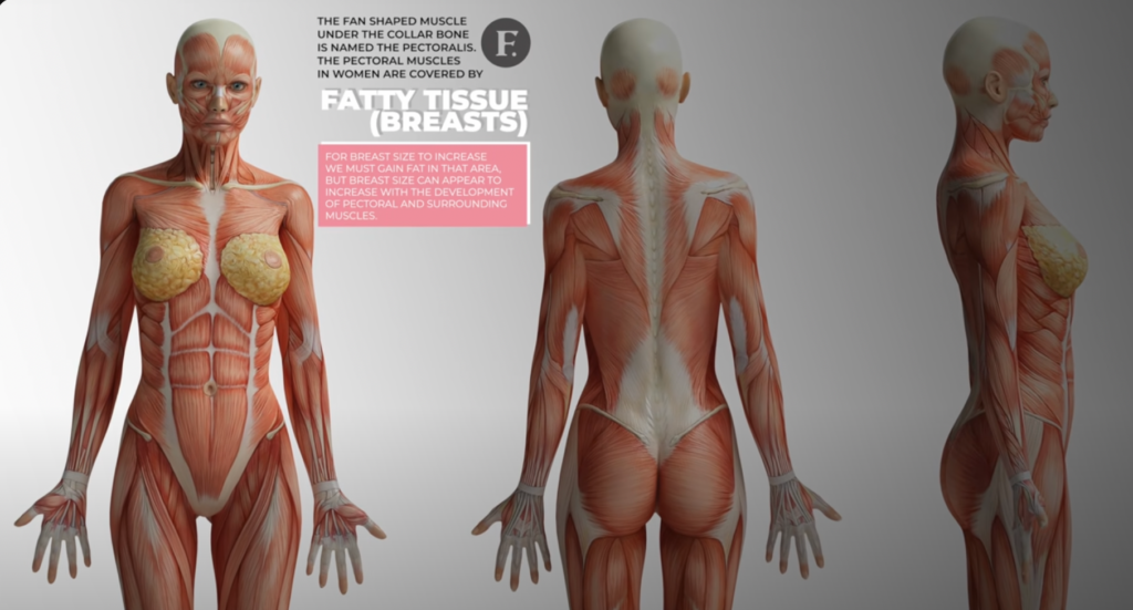 breast muscle diagram from a front, back, and side view 